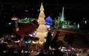 Cây thông khổng lồ hút nghìn khách tham quan ở Đồng Nai