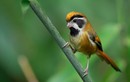 Tận mục những loài chim khướu mỏ dẹt ít người biết ở Việt Nam