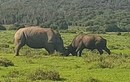 Trận chiến “long trời lở đất” giữa tê giác và trâu rừng châu Phi