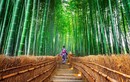 Lạc lối trong rừng tre cổ xưa đẹp như thần thoại ở Nhật Bản