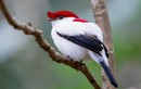 Đã mắt trước vẻ đẹp kỳ diệu của các loài chim di châu Mỹ
