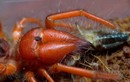 Cận cảnh loài nhện đỏ rực cực nguy hiểm, chỉ có ở Việt Nam
