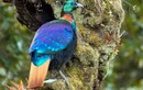 Ngẩn người ngắm loài chim đẹp nhất dãy Himalaya 