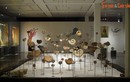 Chiêm ngưỡng bộ sưu tập hóa thạch đẳng cấp quốc tế ở Hà Nội