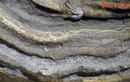 Ngắm hóa thạch quý được đề cử Bảo vật quốc gia Việt Nam