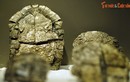 Dấu tích triệu năm của loài rùa 'bánh xèo' từng sống ở Việt Nam 
