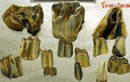 Hóa thạch quý hơn vàng của các loài thú cổ sống ở Việt Nam