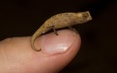 Loài thằn lằn kỳ lạ nhỏ bằng móng tay trước bờ vực tuyệt chủng