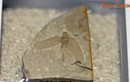 Ngắm bộ sưu tập côn trùng hóa thạch 120 triệu tuổi ở Hà Nội