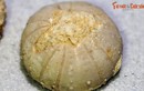 Chiêm ngưỡng những “bánh quy” trăm triệu tuổi xuất hiện ở Hà Nội