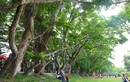 Điều đặc biệt của 9 cây sưa vừa trở thành Cây di sản Việt Nam