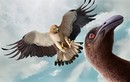 Loài đại bàng đáng sợ nhất hành tinh, chuyên săn chim khổng lồ