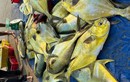 Ngư dân Cẩm Nhượng “trúng đậm” mẻ cá vàng dương hơn 300 triệu
