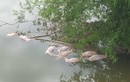 Đối tượng vứt lợn chết xuống sông Ngàn Trươi bị phạt hơn 15 triệu 