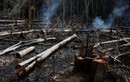 Cháy rừng Amazon: Hiểm họa không chỉ riêng ai! 