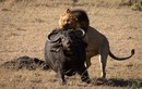 Xót xa trâu rừng mang thai trơ trọi đối đầu bầy sư tử
