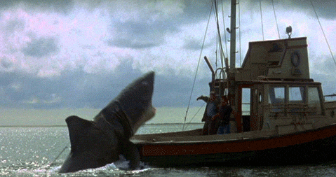 Video: Cá mập trắng khổng lồ lao đến thuyền, cắn nát lưới để cướp mồi