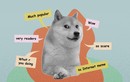 Meme Doge trên tiền mã hóa nổi tiếng ra sao?