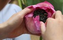 Video: Choáng váng khi biết trà sen Hà Nội giá chục triệu đồng được làm thế này
