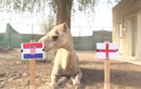 Video: Lạc đà “tiên tri” kết quả bất ngờ trận Anh - Croatia