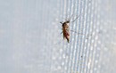Mỹ ghi nhận trường hợp đầu tiên tử vong do virus Zika