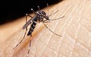 9 người tử vong tại Lào do nhiễm virus Dengue từ muỗi