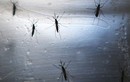 Virus Zika đang lan rộng sang các nước châu Á