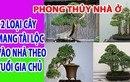 Video: 12 loại cây mang tài lộc vào nhà theo tuổi của gia chủ