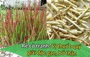 Video: Rễ cỏ tranh- vị thuốc quý giải độc gan, bổ thận