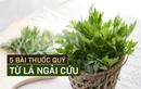 Video: 5 cách dùng hiệu quả biến ngải cứu thành “thần dược” 