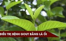 Video: Mách bạn cách chữa bệnh gout hiệu quả bằng lá ổi non