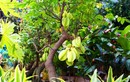 Trồng khế tại 2 vị trí này trong nhà, cơ may hút tài lộc