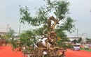 Chiêm ngưỡng chậu tre độc lạ, chủ nhân báo giá trên 100 triệu