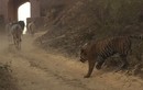 Báo động tình trạng hổ dữ ngang nhiên bắt trộm bò ở Ấn Độ