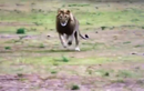 Clip: Sư tử cắn gãy chân linh cẩu để cảnh cáo kẻ liều lĩnh