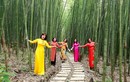 Mê mẩn với vẻ đẹp rừng trúc sào Bản Phường ở Cao Bằng
