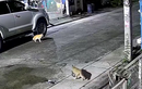 Choáng váng khi xem camera biết được thủ phạm giết mèo cưng