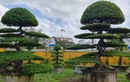 Ngắm loạt bonsai “phong thủy” trong nhóm Tứ linh khiến nhiều người săn lùng