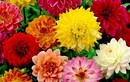 5 loại hoa đẹp nên trồng ngay để nở đúng dịp Tết