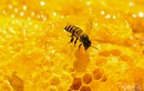 Lên Hà Giang mùa thu hoạch mật ong hoa bạc hà 