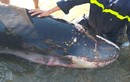 Cận cảnh quá trình giải cứu “cá Ông” dạt vào bờ biển Quy Nhơn