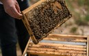 Nuôi ong lấy mật, bán giống, U70 kiếm cả trăm triệu mỗi năm