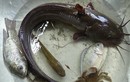 Vì sao ngạnh cá trê có thể gây hoại tử da, nhiễm khuẩn huyết?