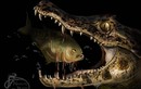 Điều gì xảy ra nếu thả cá sấu vào hồ đầy cá piranha?