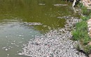 Kết quả xét nghiệm mẫu nước trong vụ cá chết ở hồ Bàu Sen