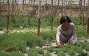Metro hỗ trợ nông dân chuyển đổi VietGAP thành công