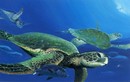 Bằng chứng thảm sát rùa biển kinh hoàng ở Việt Nam