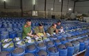 Triệt phá đường dây sản xuất 3.500 tấn giá đỗ chứa chất cấm
