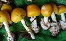 Ăn nấm lạ, 7 người ở Phú Quốc bị ngộ độc