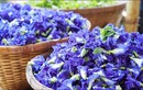 Tác dụng không ngờ của hoa đậu biếc với sức khỏe 